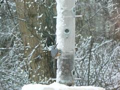 23 Nuthatch in snow